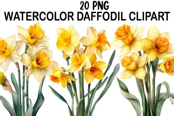 Download Watercolor Daffodil Clipart - Premium Resources