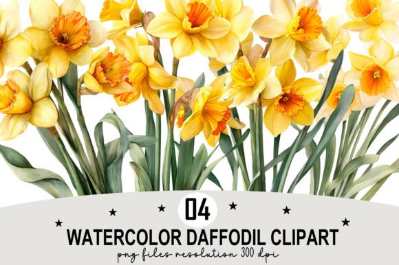 Download Watercolor Daffodil Clipart - Premium Resources